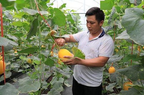 可以吃网红瓜的视频,跟随视频一探究竟